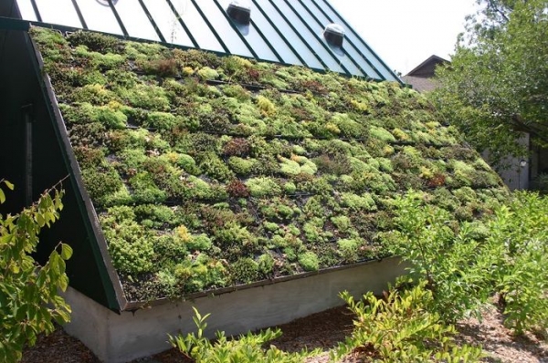 Odu Green Roof va ofera acoperis verde sau vegetal cu multiple avantaje!