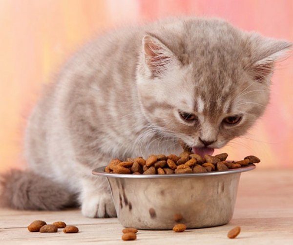 Nutritia pentru fiecare stagiu de viata a pisicii