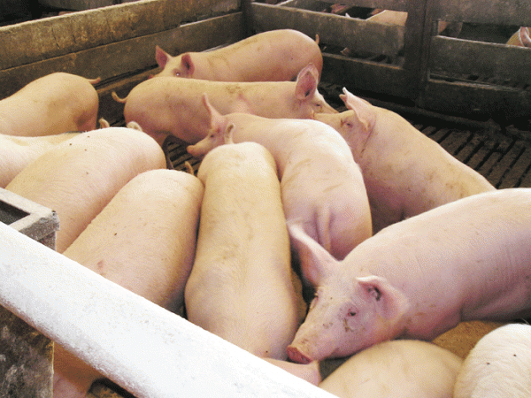 Statul da 333 milioane de euro crescatorilor de porcine. Ajutorul nu e insa pentru oricine