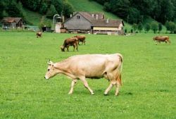 Bajbaiala Ministerului Agriculturii: 4 mil. euro de la UE nu au ajuns la producatorii de lapte